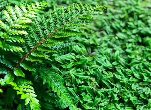 Leptinella squalida - Koperknoopje