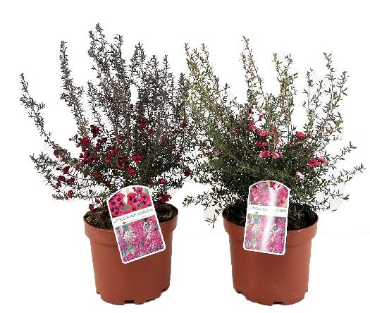 Leptospermum scoparium - Manuka plant