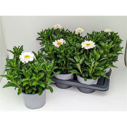 Leucanthemum Sweet Daisy Jane - Margriet Wit
