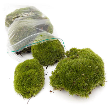 Comnox - Live Cushion Moss - Natuurlijke Decoratie - Leucobryum glaucum