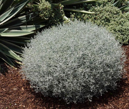 Leucophyta brownii - Koraalstruikje