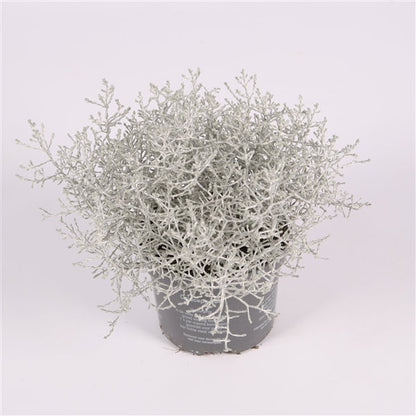 Leucophyta brownii - Koraalstruikje