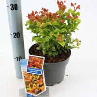Leucothoe axillaris 'Curly Gold' - Druifheide