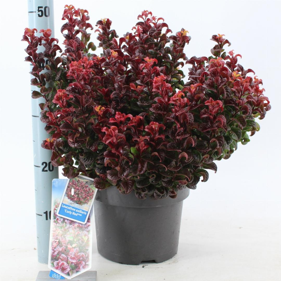 Leucothoe axillaris 'Curly Red' - Druifheide