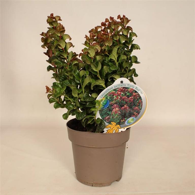 Leucothoe axillaris 'Curly Red' - Druifheide