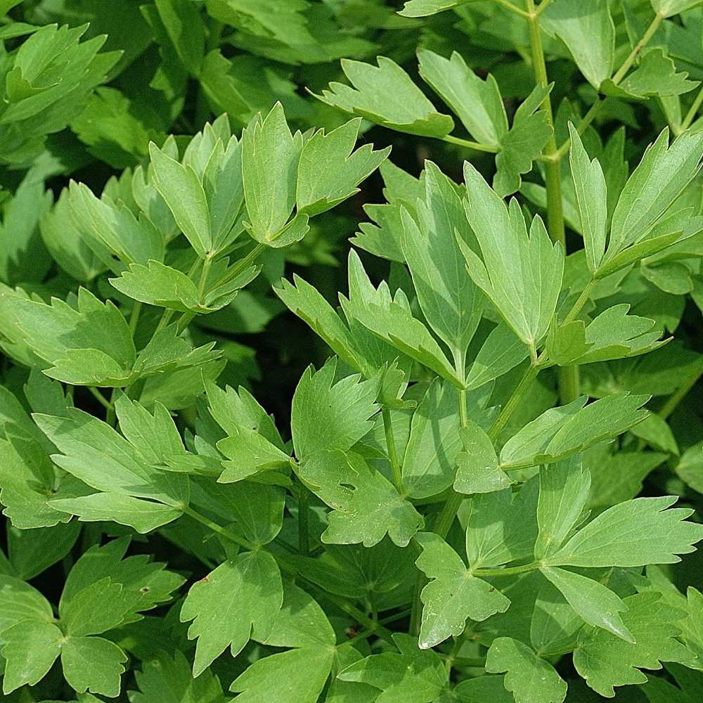 Levisticum officinale - Maggiplant