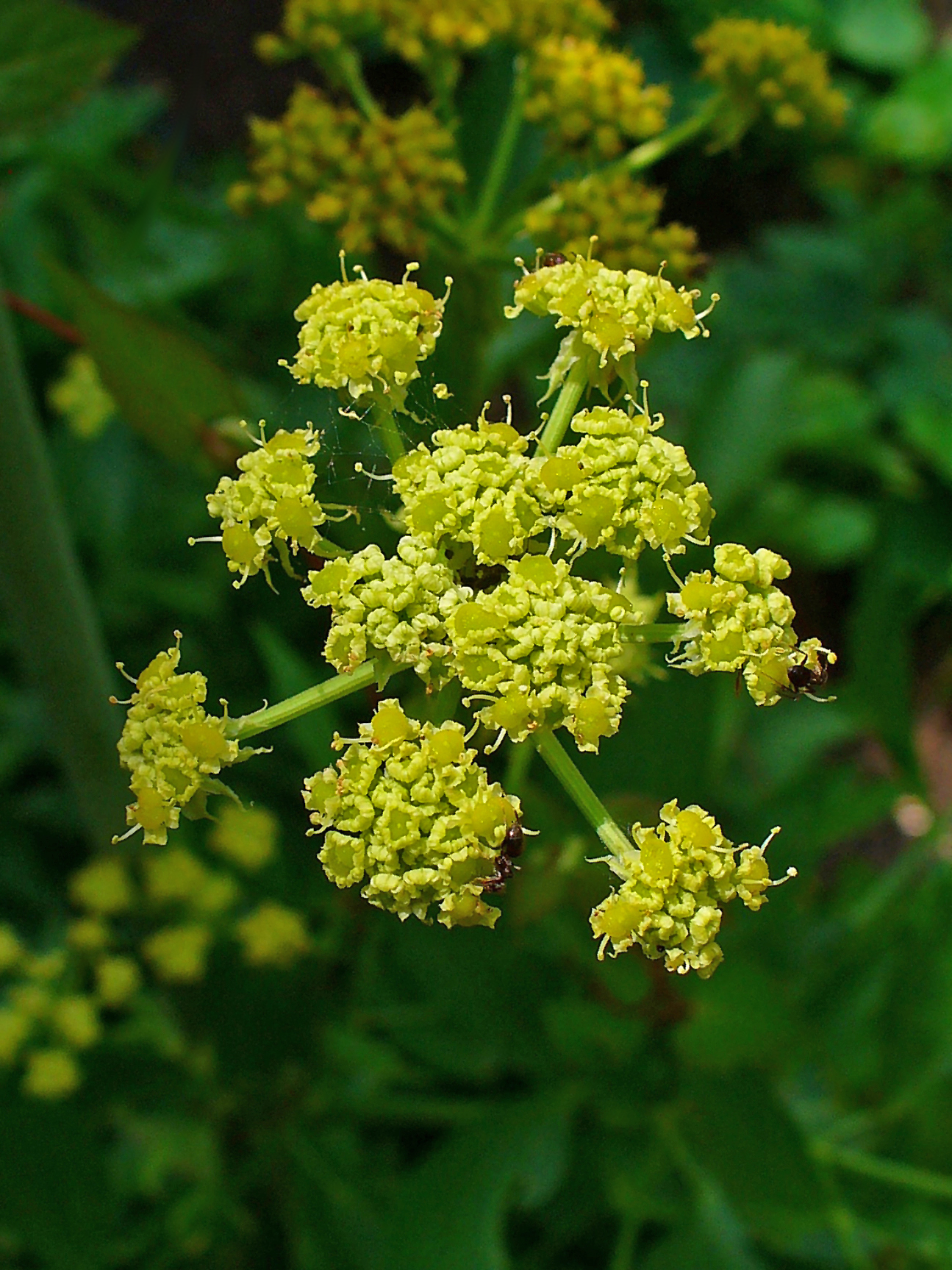Levisticum officinale - Maggiplant