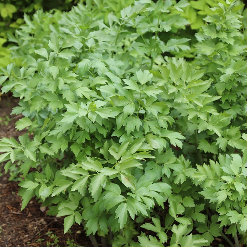 Levisticum officinale - Maggiplant