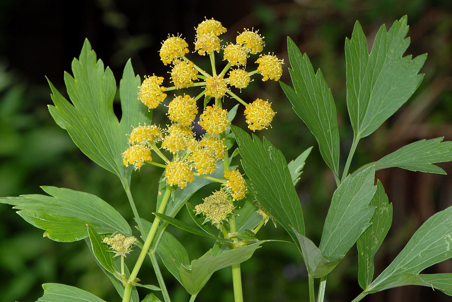Levisticum officinale - Maggiplant