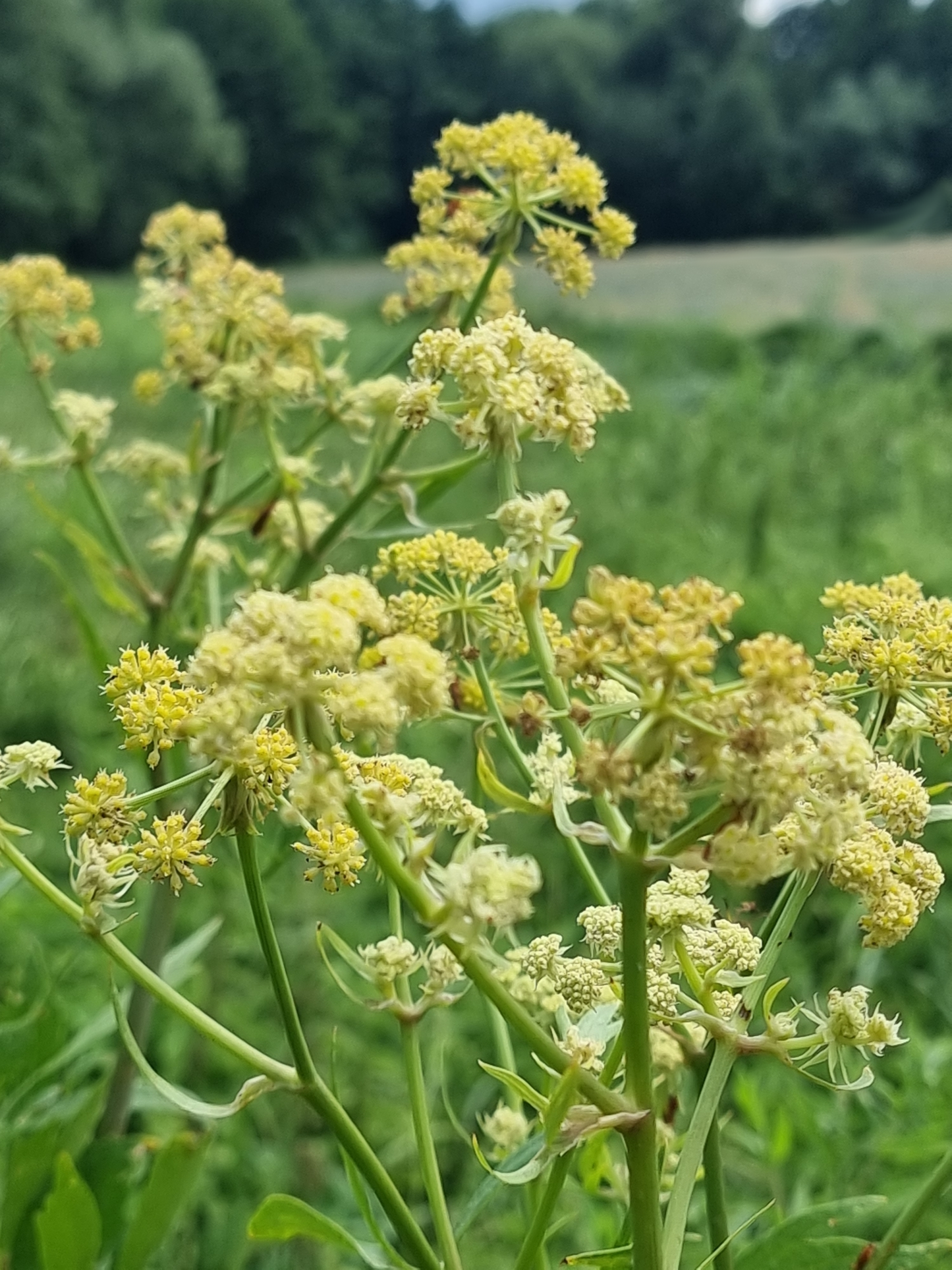 Levisticum officinale - Maggiplant