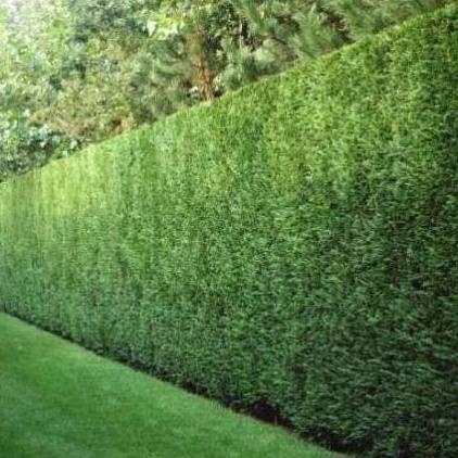 Cupressocyparis leylandii 'Tweeduizendéén' - Conifeer - pakketten per meter