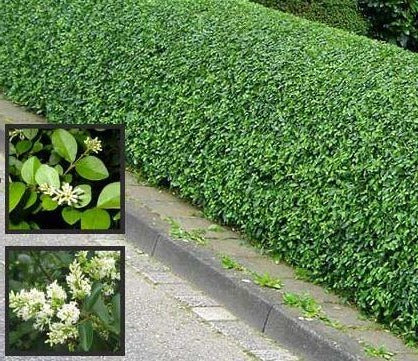 Ligustrum vulgare - Ligusterhaag blote wortel