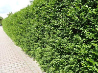 Ligustrum vulgare 'Atrovirens' - Ligusterhaag in pot
