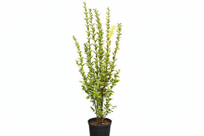 Ligustrum Ovalifolium Aureum - Wintergroene bonte liguster in pot