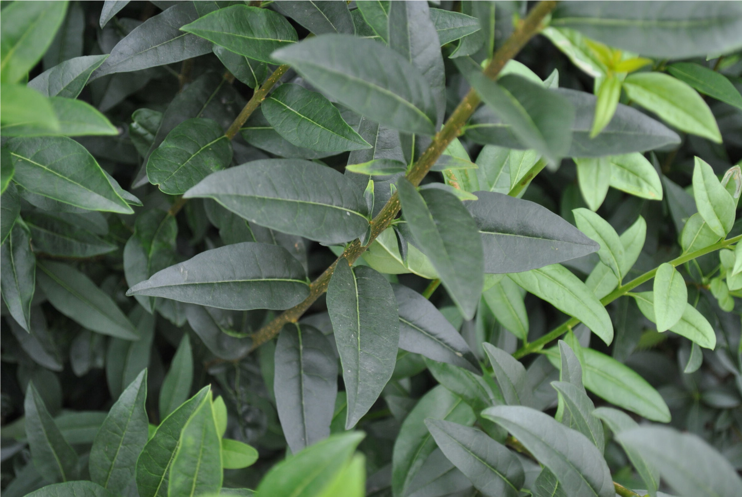 Ligustrum vulgare - Ligusterhaag blote wortel