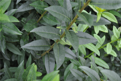 Ligustrum vulgare - Ligusterhaag blote wortel