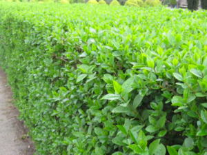 Ligustrum Ovalifolium - Wintergroene Ligusterhaag blote wortel - Haagpakket voor 25 meter