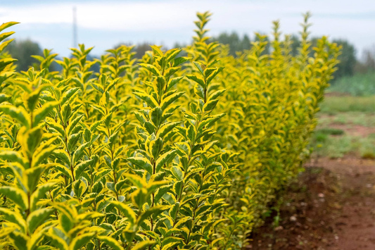 Grote rijen van groene en gele bladeren van een struik voor tuin- en landschapsontwerp. Perfect voor een levendige, kleurrijke tuin of als decoratieve randplant.