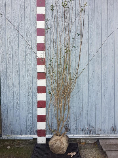 Ligustrum vulgare 'Atrovirens' - Ligusterhaag met Kluit