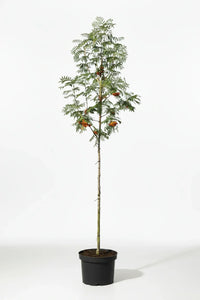 Sorbus 'Red Robin' - Lijsterbes op stam