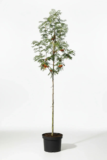 Sorbus 'Red Robin' - Lijsterbes op stam