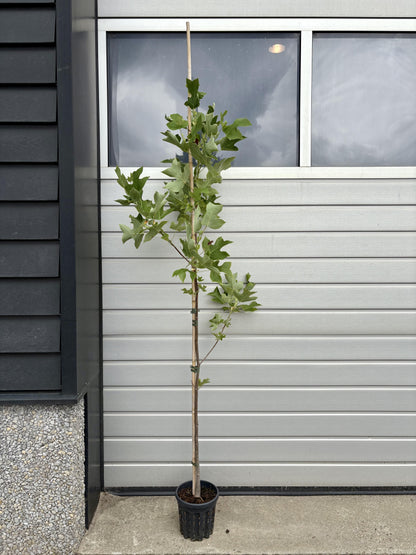 Liriodendron tulipifera - Tulpenboom