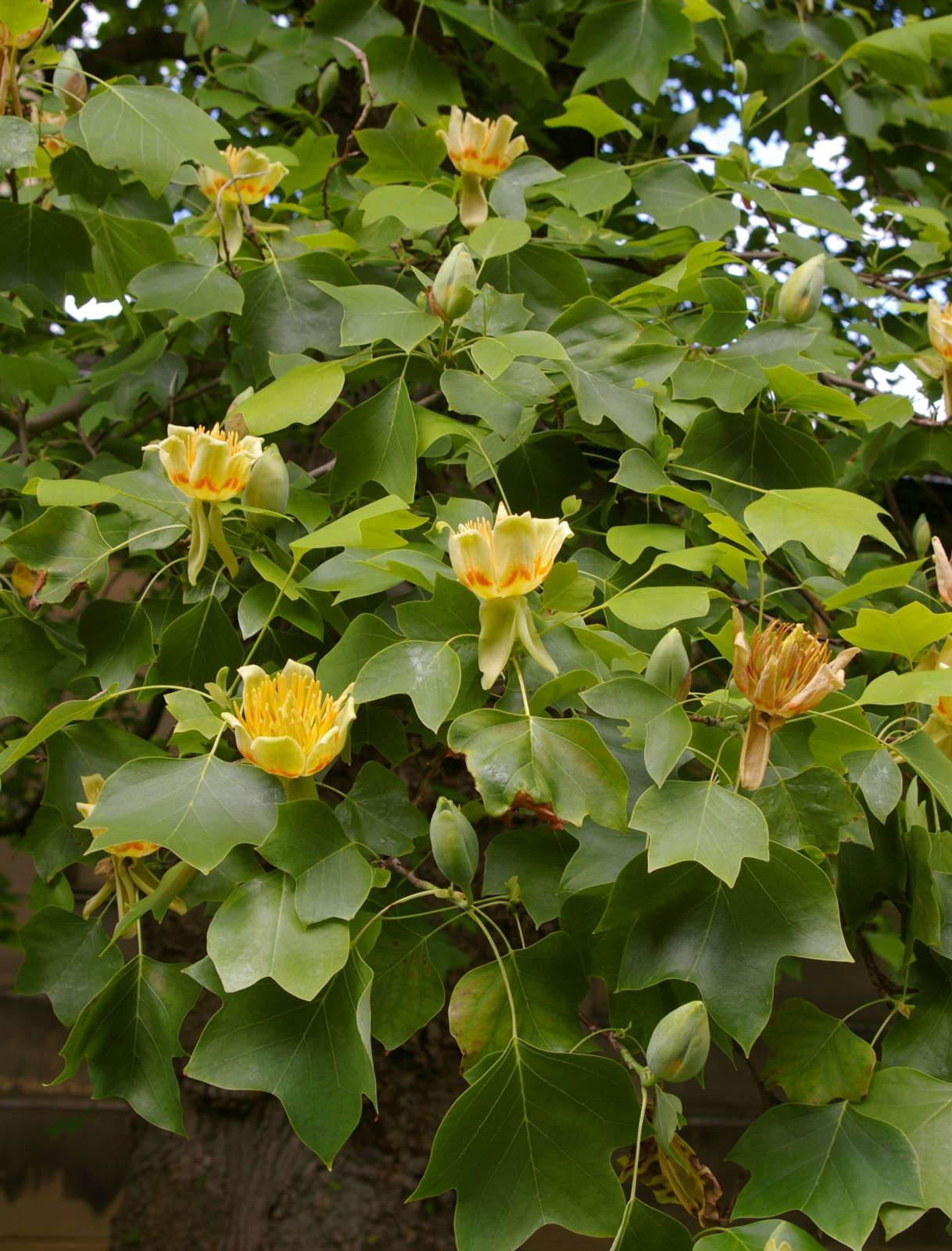 Liriodendron tulipifera - Tulpenboom