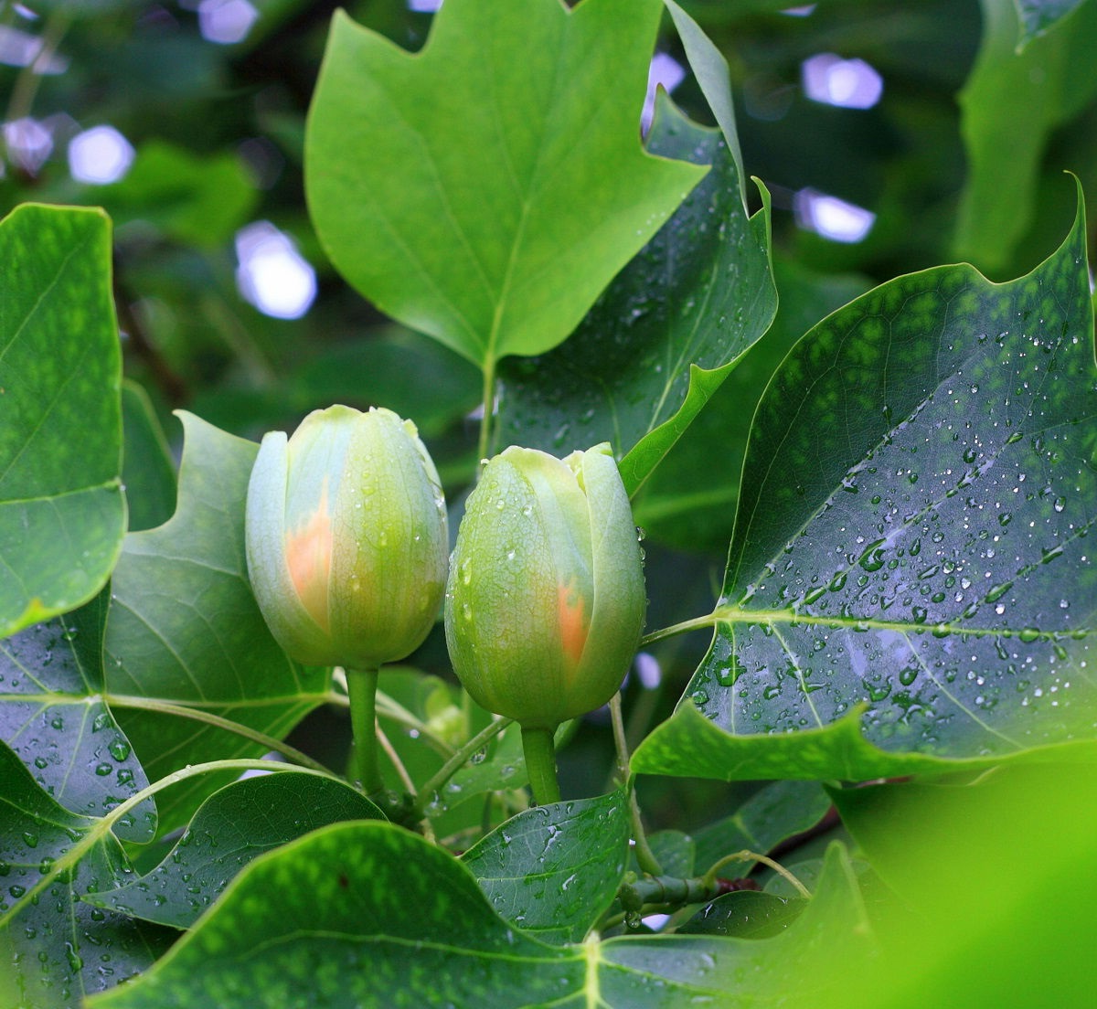 Liriodendron tulipifera - Tulpenboom