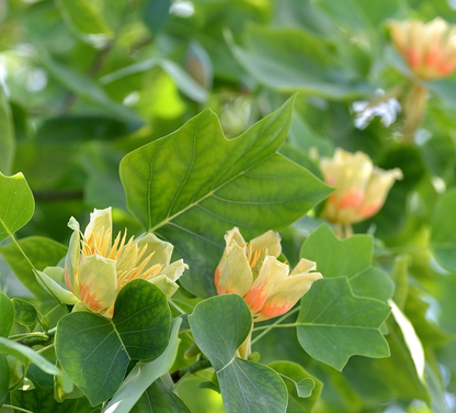 Liriodendron tulipifera - Tulpenboom