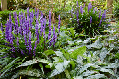 Liriope muscari 'Big Blue' - Leliegras
