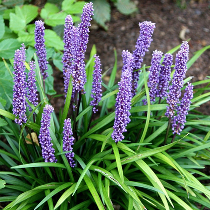 Liriope muscari 'Big Blue' - Leliegras