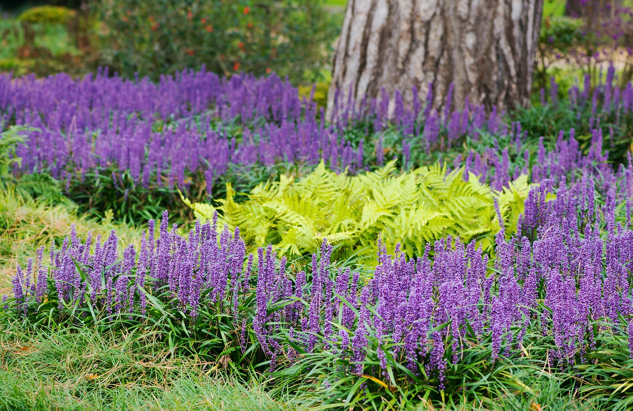 Liriope muscari 'Big Blue' - Leliegras