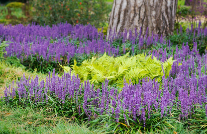 Liriope muscari 'Big Blue' - Leliegras