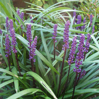 Liriope muscari 'Ingwersen' - Leliegras