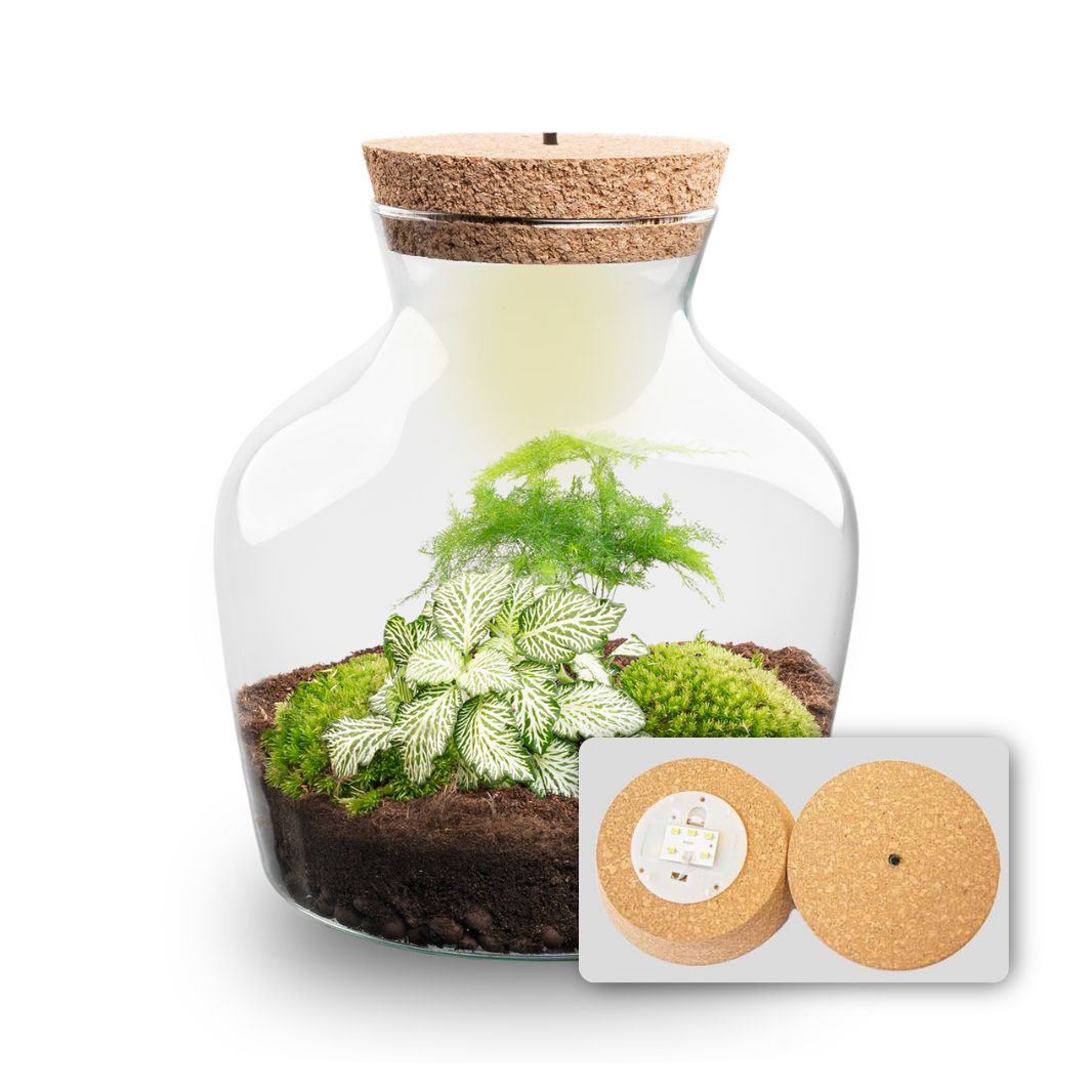 Little Joe - Terrarium with light - Bottle garden DIY kit - Ø 20 cm ↑ 22 cm