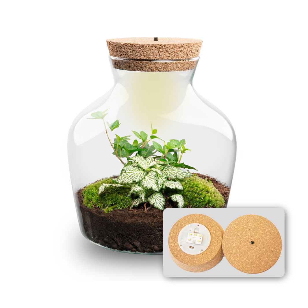 Little Joe Hedera Helix + Fittonia White Tiger - Terrarium with light - Bottle garden DIY kit - Ø 20 cm ↑ 22 cm