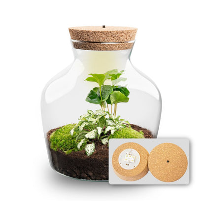 Little Joe - Terrarium with light - Bottle garden DIY kit - Ø 20 cm ↑ 22 cm