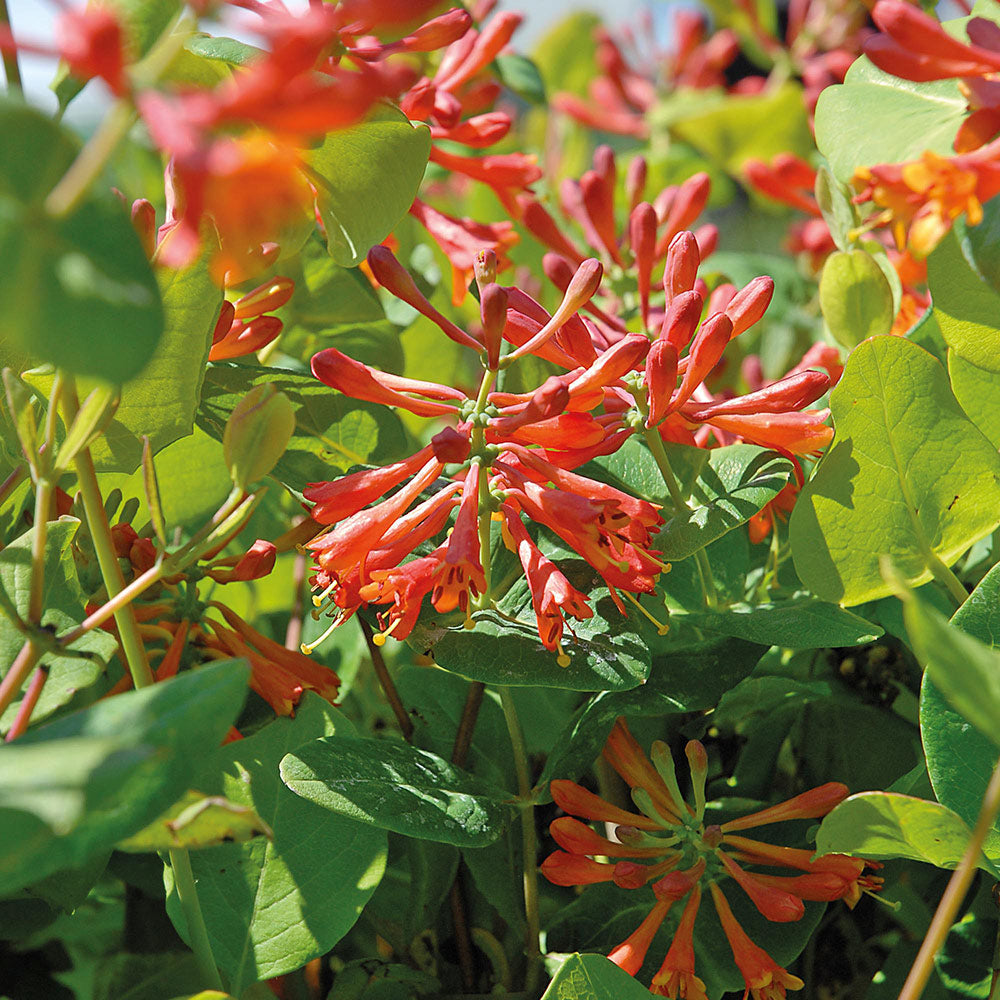 Lonicera mix - Kleur - Pakket van 10