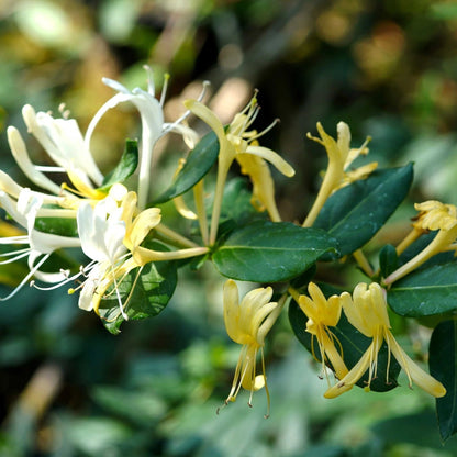 Lonicera mix - Kleur - Pakket van 10