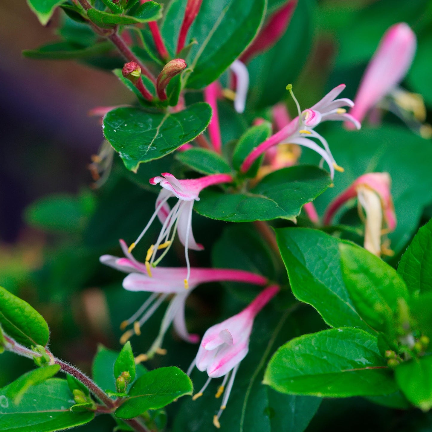 Lonicera mix - Kleur - Pakket van 10
