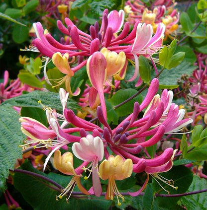 Lonicera mix - Kleur - Pakket van 10