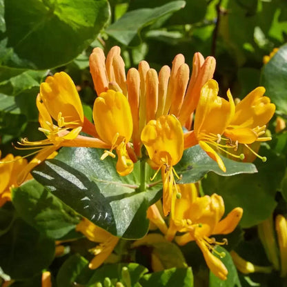 Lonicera mix - Kleur - Pakket van 10