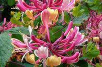 Lonicera Heckrottii 'American Beauty' - Kamperfoelie