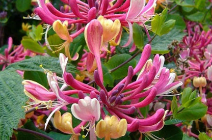 Lonicera Heckrottii 'American Beauty' - Kamperfoelie