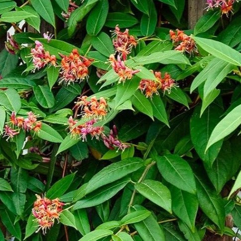 Lonicera henryi - Groenblijvende Kamperfoelie