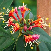 Lonicera henryi - Groenblijvende Kamperfoelie