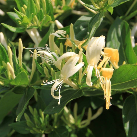 Lonicera Japonica 'Hall's Prolific' - Japanse Kamperfoelie