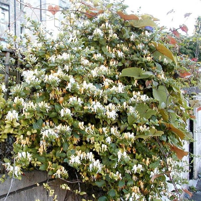 Lonicera Japonica 'Halliana'' - Japanse Kamperfoelie