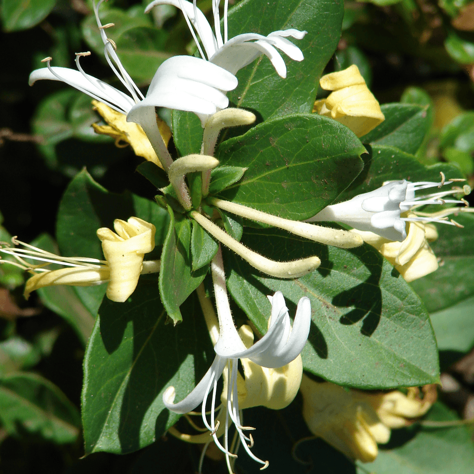 Lonicera Japonica 'Halliana'' - Japanse Kamperfoelie