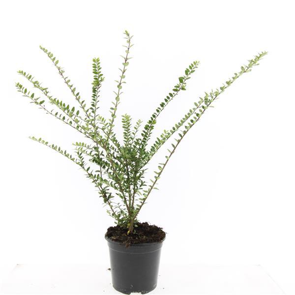 Lonicera nitida 'Hohenheimer Findling' - Struikkamperfoelie